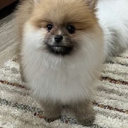 Abi - Pomeranian
