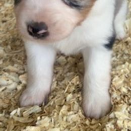 Toy Australian Shepherd Puppies from Lone Oak Aussies