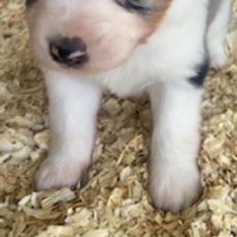 Toy Australian Shepherd Puppies from Lone Oak Aussies