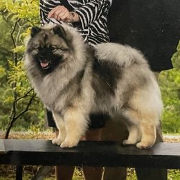 Cadence - Keeshond