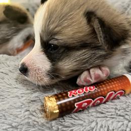 Rolo - Sable Pembroke Welsh Corgi puppy in Sparta, New Jersey from CrestCottage Corgis