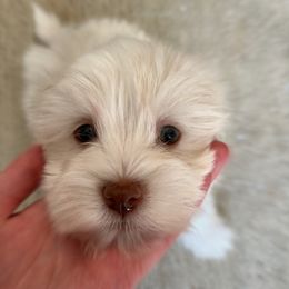 Havanese Puppies from Havanese Puppies of the Northshore