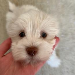 Havanese Puppies from Havanese Puppies of the Northshore