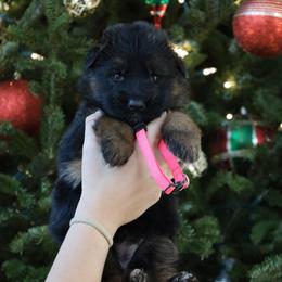 Gisele - Black and red female German Shepherd puppy in Canton, Texas from WILDWOOD GERMAN SHEPHERDS