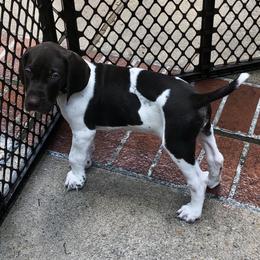German Shorthaired Pointer Puppies from Blue Mountain GSP's