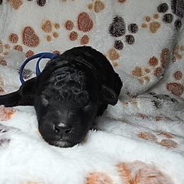 Mario - Blue Band - Black male Poodle puppy in Plainfield, New Jersey from Caris Paws Poodles and Labradoodles