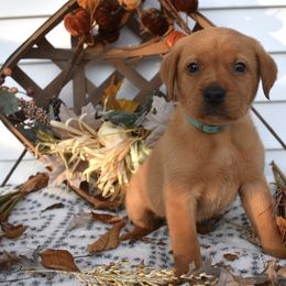 Light Blue Boy - Yellow male Labrador Retriever puppy in Angola, Indiana from Reniers Labrador Retrievers