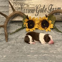 Cappuccino - White and red male Border Collie puppy in Moody, Texas from Narrow Gate Farm