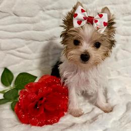 REDUCED Oreo 2700 - Parti male Yorkshire Terrier puppy in Andrews, South Carolina from Sparkle of Glamour Yorkies