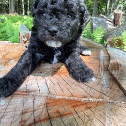 Burrito - Black female Goldendoodle puppy in Cherry Tree, Pennsylvania from Plum Creek Acres Next Generation