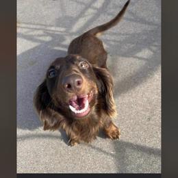 Willie - Dachshund