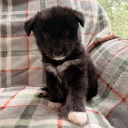 Ranger - male Nenets Herding Laika puppy in Rockville, Maryland from Skais the Limit