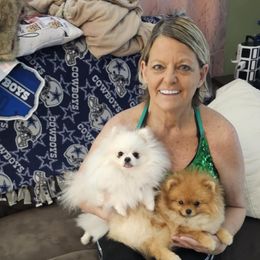 Pomeranian Puppies from Sparkle Plenty Poms