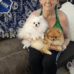 Pomeranian Puppies from Sparkle Plenty Poms