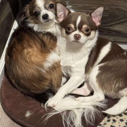 Chihuahua Puppies from Dog Bones N Harmony