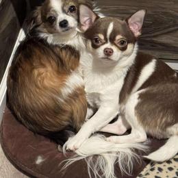 Chihuahua Puppies from Dog Bones N Harmony