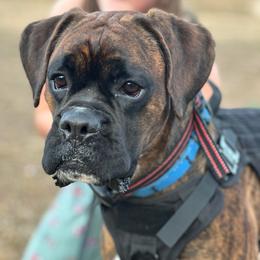 Deebo - Boxer