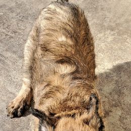 Belgian Laekenois Puppies from Cal Curly Coats Belgian Laekenois