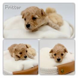 Fritter - Apricot male Poodle puppy in Rougemont, North Carolina from Lagniappe Lucky Dogs