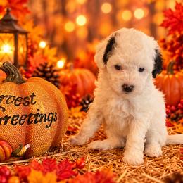 Taffy - White female Cavapoo puppy in Myrtle Beach, South Carolina from Colorful-K9'S