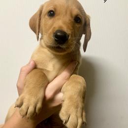 Black - Yellow male Labrador Retriever puppy in Newaygo, Michigan from Royal Oak Gundogs