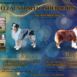 Australian Shepherd Puppies from HT2 Australian Shepherds