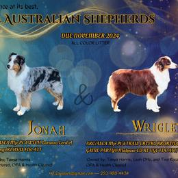 Australian Shepherd Puppies from HT2 Australian Shepherds