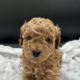Cavapoo and Poodle Puppies from Klaus Poodles
