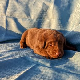 Dilute Retriever and Labrador Retriever Puppies from LC Hunting Labs, LLC.