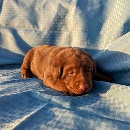 Dilute Retriever and Labrador Retriever Puppies from LC Hunting Labs, LLC.