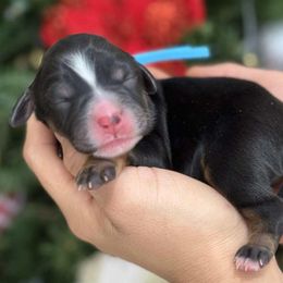 Grinch - blue collar male - Tri-color male Bernedoodle puppy in Yuciapa, California from AlltheDoodlez_