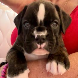 Miss Red - Brindle female Boxer puppy in Sultan, Washington from Aphrodite Boxers Von Kesler Haus