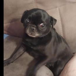 Blue - Pug