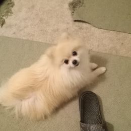 Pomeranian All Grown Up from Cynthia Marquez
