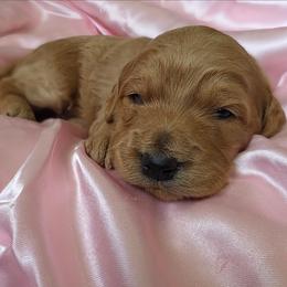 Willow - Red  female Goldendoodle puppy in Gunnison, Utah from Curls and Camo Pups