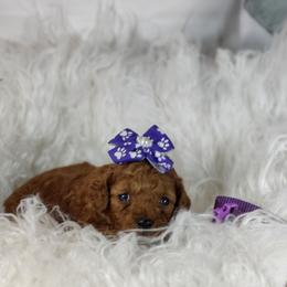 Mabel OFA and CHIC parents - Red  female Poodle puppy in Westfield, North Carolina from Legacy Pets