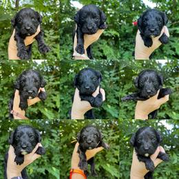 Brown Collar - Black male Goldendoodle puppy in Richmond, Kentucky from The Doting Doodle