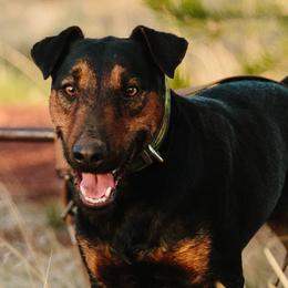 Heideterriers from German Heideterriers USA