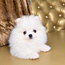 Casper - White male Pomeranian puppy in Grand Prairie, Texas from D’ Pomlovers