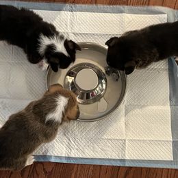 Pembroke Welsh Corgi Puppies from C2Corgis