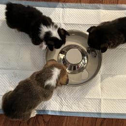Pembroke Welsh Corgi Puppies from C2Corgis