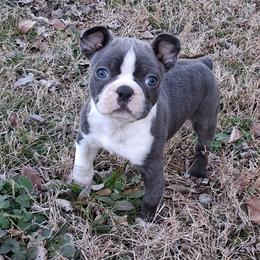 Dustin - Blue male Boston Terrier puppy in Smallett, Missouri from B's Bostons