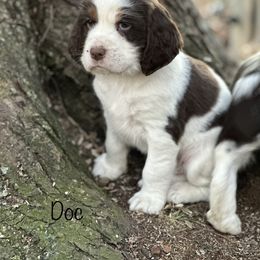 English Springer Spaniel Puppies from Murphy Farms