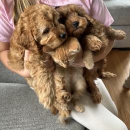 Cavapoo Puppies from Buttercup Doodles