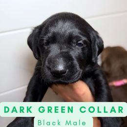 Dark Green Collar - Black male Dilute Retriever puppy in Dover, Delaware from Virdin’s Silver Labs