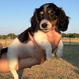 Fran - Piebald female Dachshund puppy in Durant, Oklahoma from Big Creek Mini Dachshund