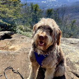 Aussiedoodle All Grown Up from Aspen Mountain Doodles LLC