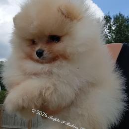 Nash - Cream male Pomeranian puppy in Pembroke, Georgia from Triple P Babies/Pampered Pom Pom babies