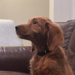 Goldendoodles from New Caney Doodles