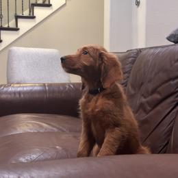 Goldendoodles from New Caney Doodles